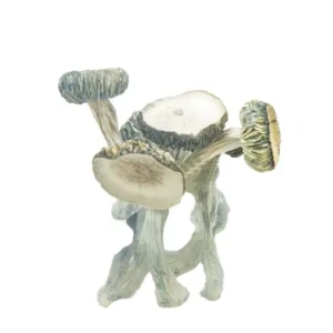 White Rabbit Mushroom