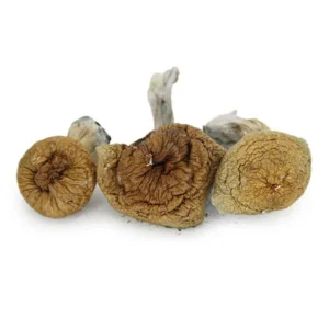 Z-Strain Mushrooms