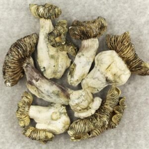 White Burma Mushrooms